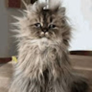 Meet your Posher, Patricia